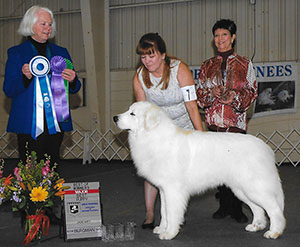 Great Pyrenees Louie